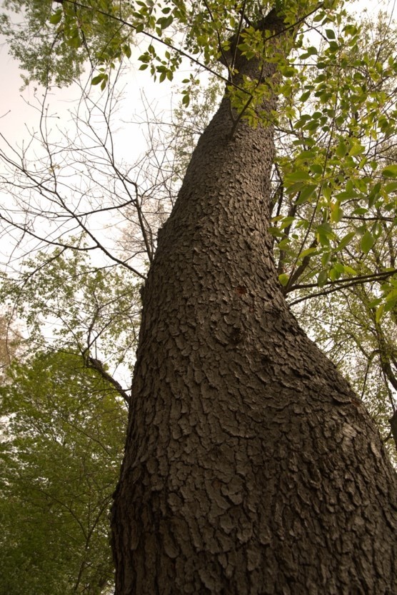 Life of a Snag - Communities for Healthy Forests