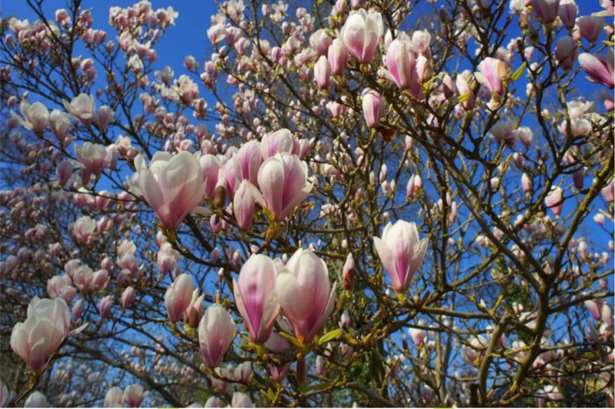 saucer magnolia blooms