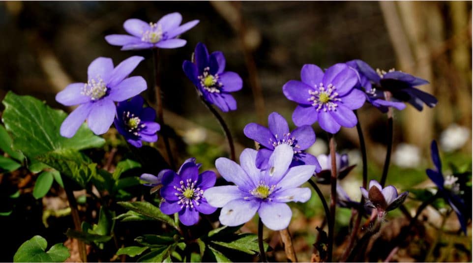 Ask Dr. Phipps: Early Spring Blooms