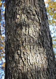 white oak bark