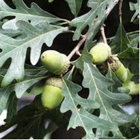 white oak acorns