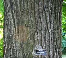 red oak bark