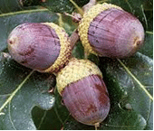 red oak acorns