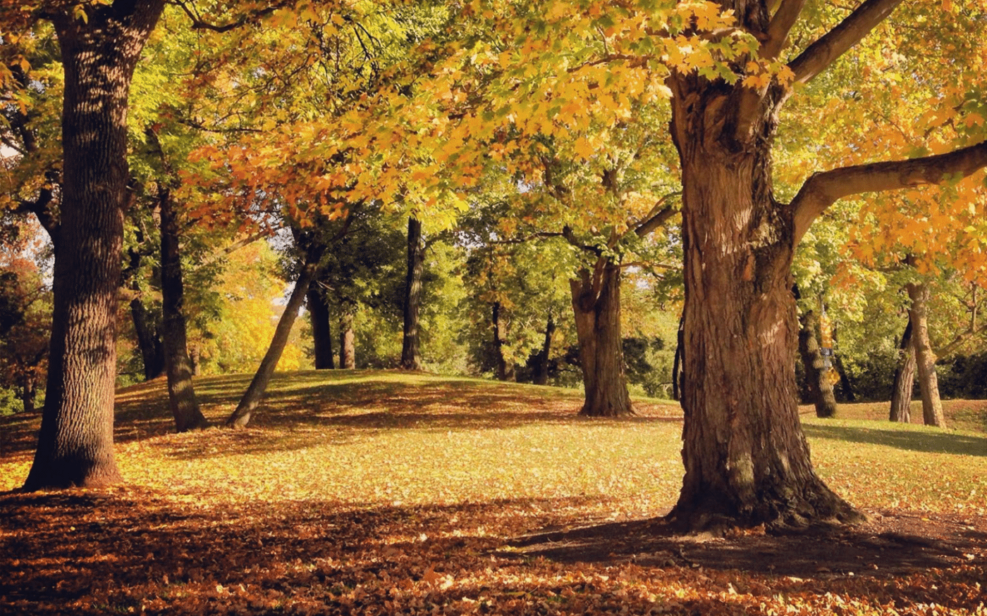 For the Love of Parks | Pittsburgh Parks Conservancy