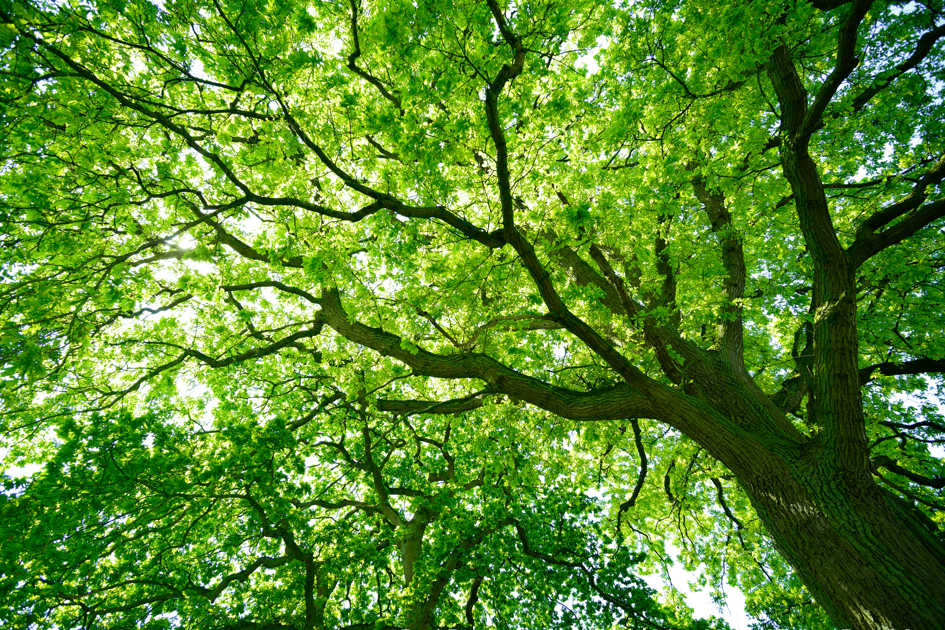 Tree Canopy