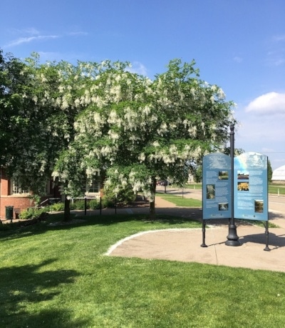 -Park-Visitor-Center-Yellowwood-tree-bloom-white-flowers-interprative-park-sign
