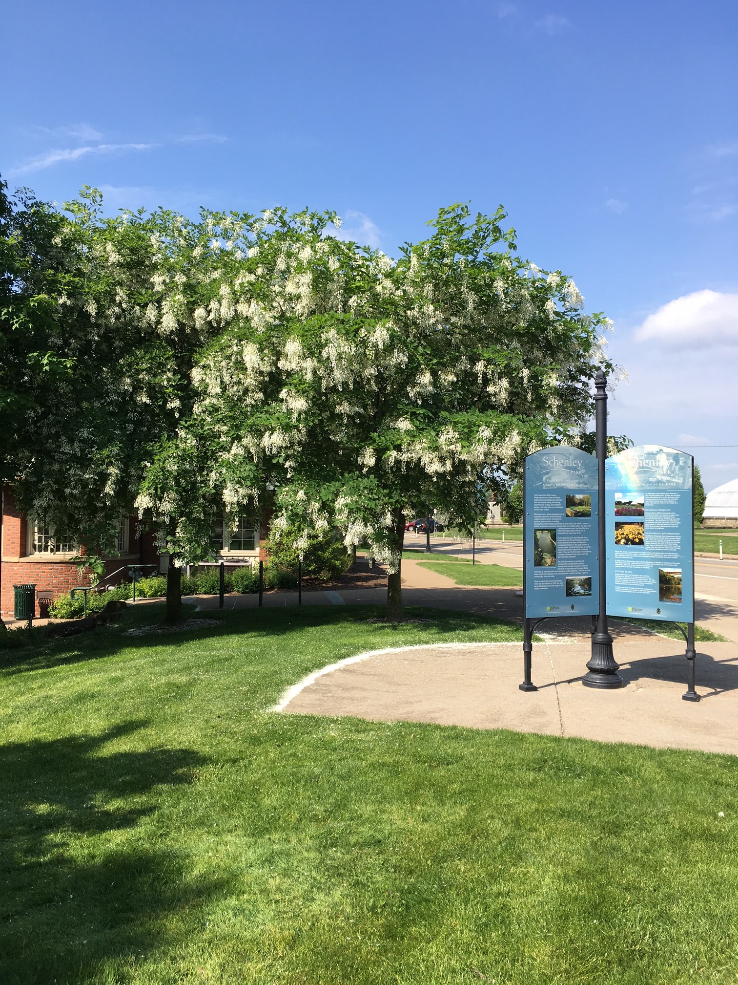 Schenley Park Visitor Center Yellowwood tree bloom white flowers interprative park sign
