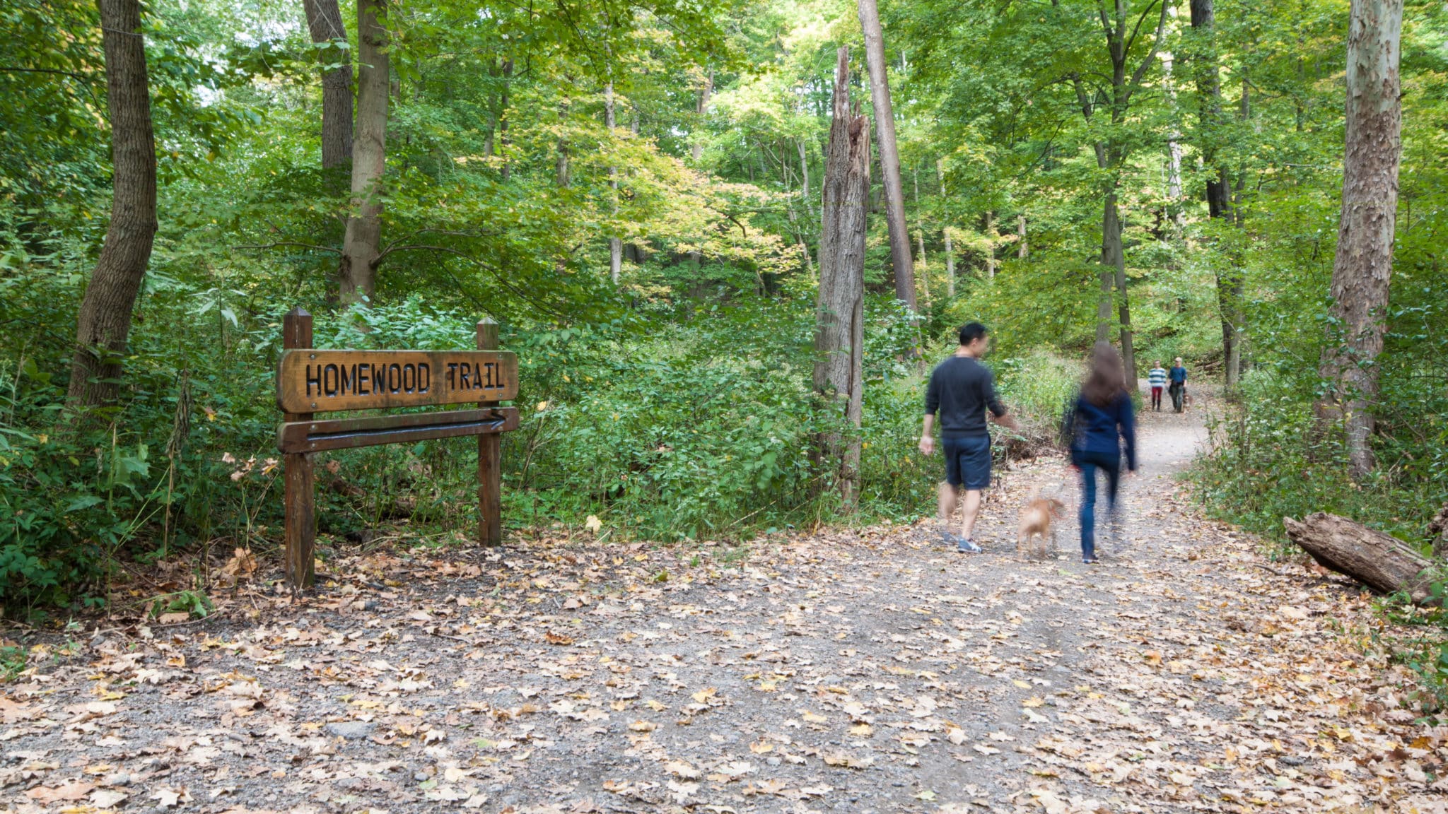 PPC Capital Projects 2015 Homewood Trail Signage Summer Fall Green Forest Leaves Walkers Dogs (Jeremy Marshall) HTL