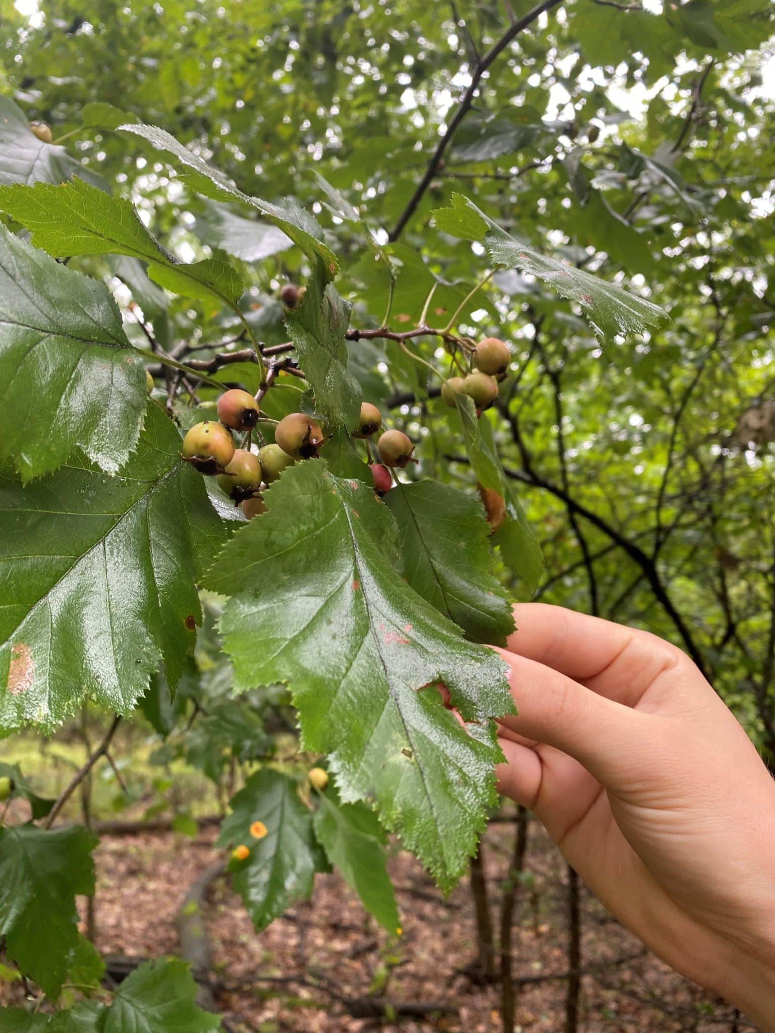 A Hawthorne plant found in Frick Park that will provide berries for migrating birds