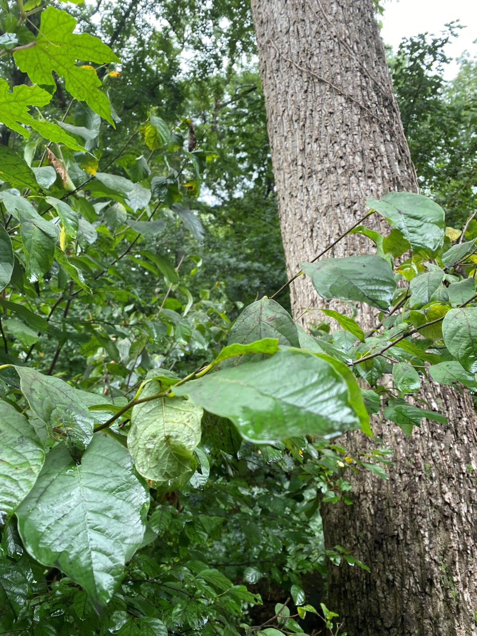 A Spicebush in Frick Park that will also provide highly nutritious berries to multiple bird species