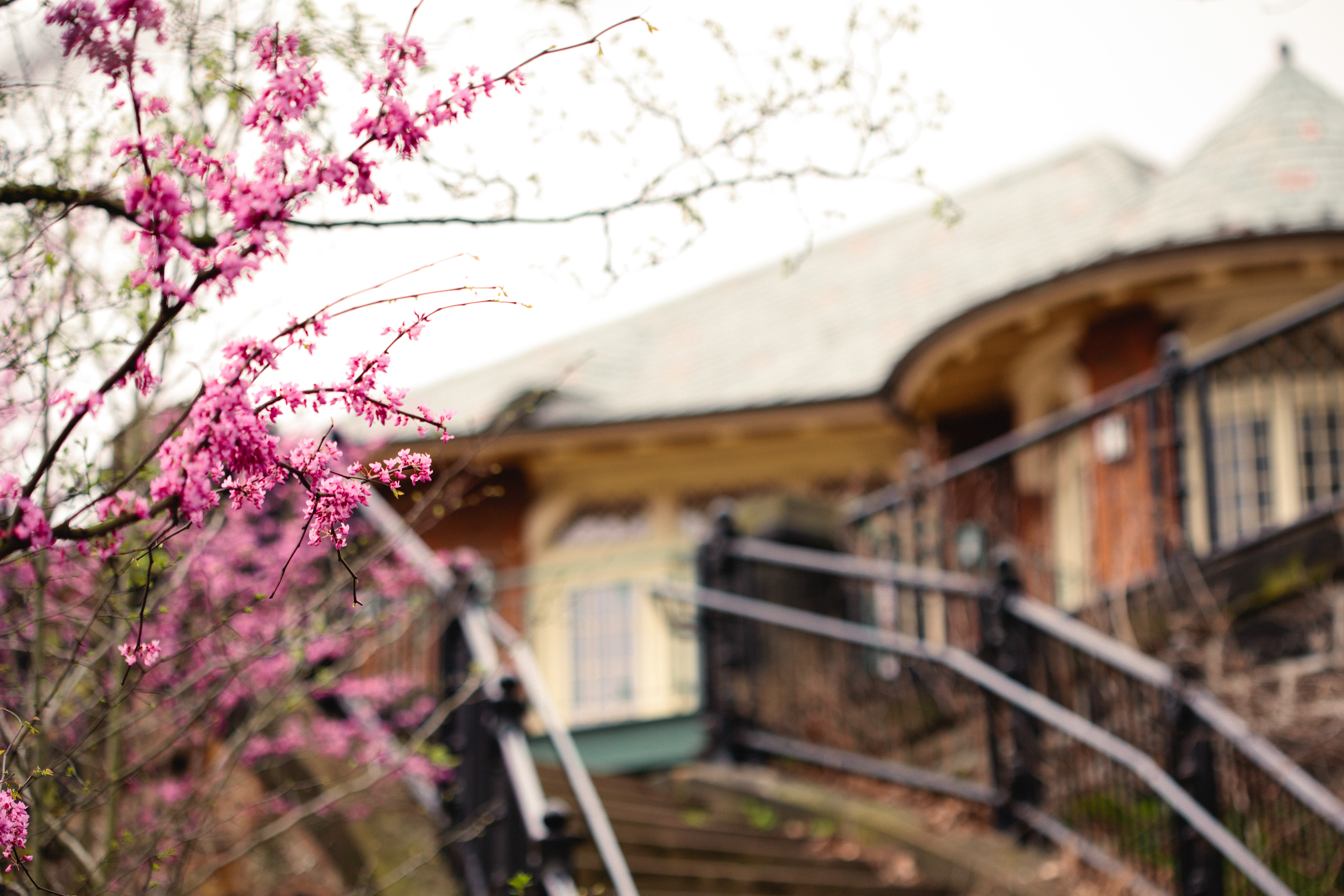 Schenley Park HTL Spring March Rainy Morning Flowers Pink Bloom Green Leaves Sprout Cafe Visitor Center Fence Steps House Glass Window Red Bricks (Melissa McMasters)
