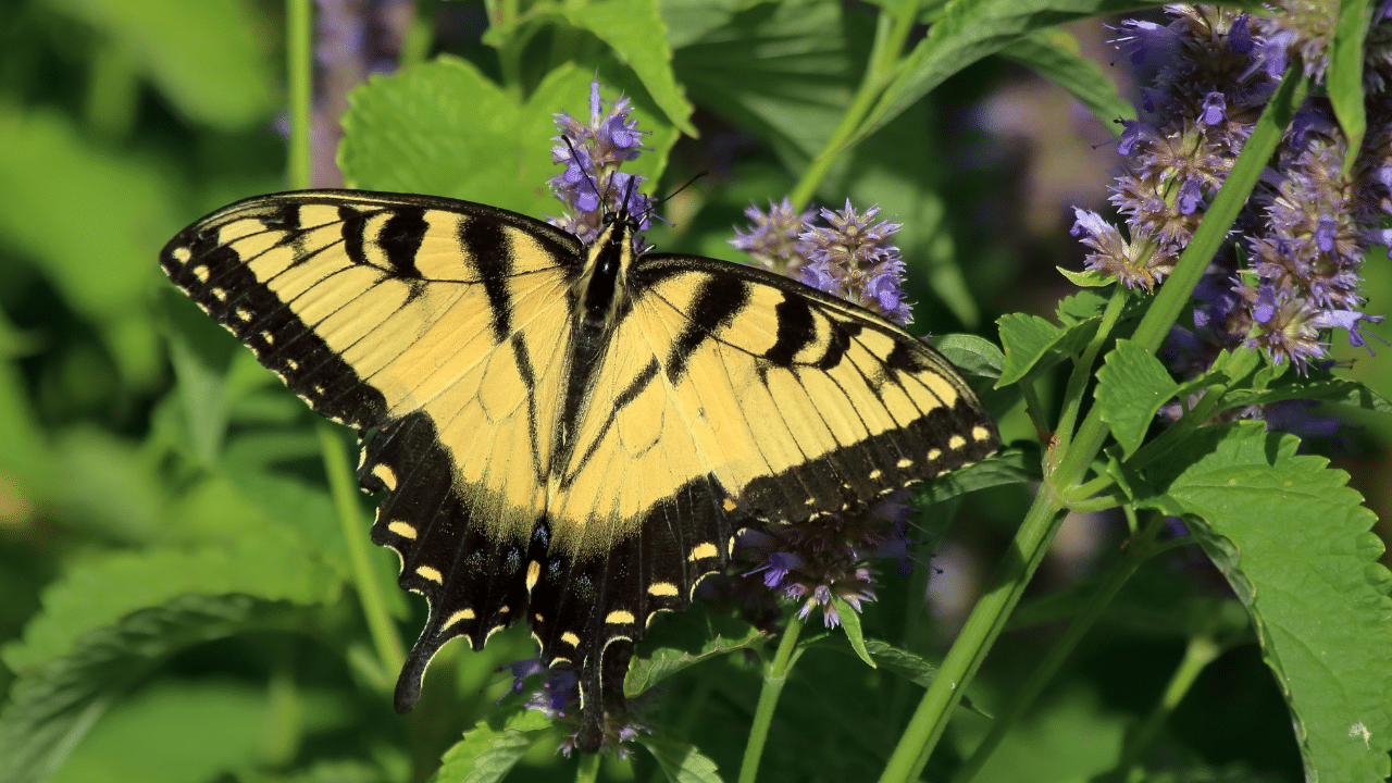 Eastern Swallowtail