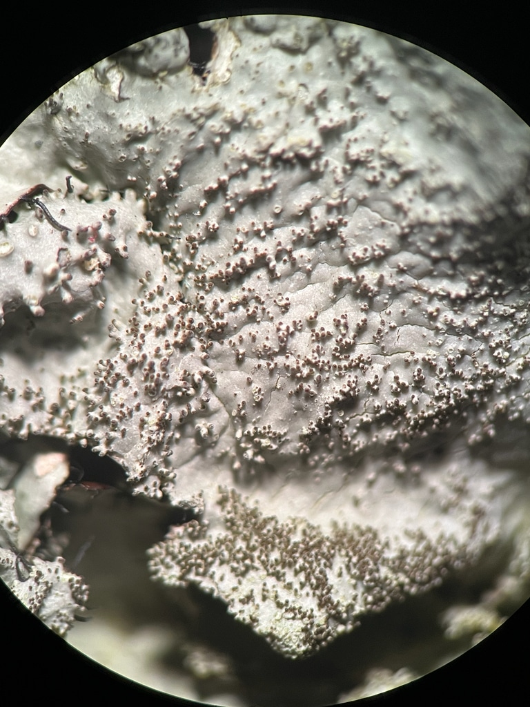 Parmotrema Subtinctorium Magnified 3 Parmotrema-subtinctorium-magnified