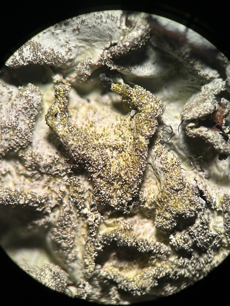 Parmotrema Subtinctorium Magnified Parmotrema-subtinctorium-magnified
