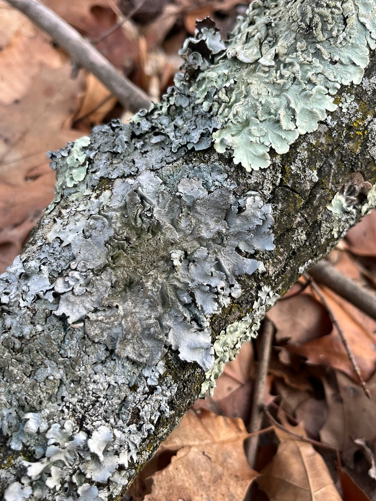 Parmotrema Subtinctorium On Branch Parmotrema subtinctorium on a tree branch