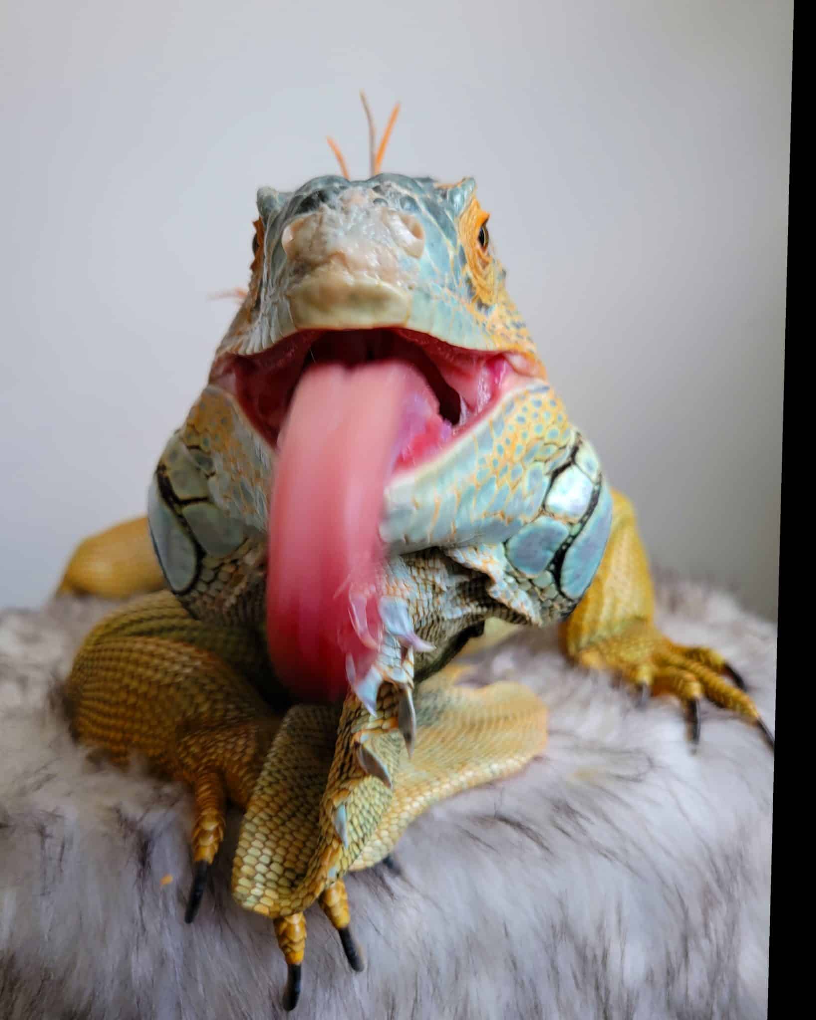 Iguana 2