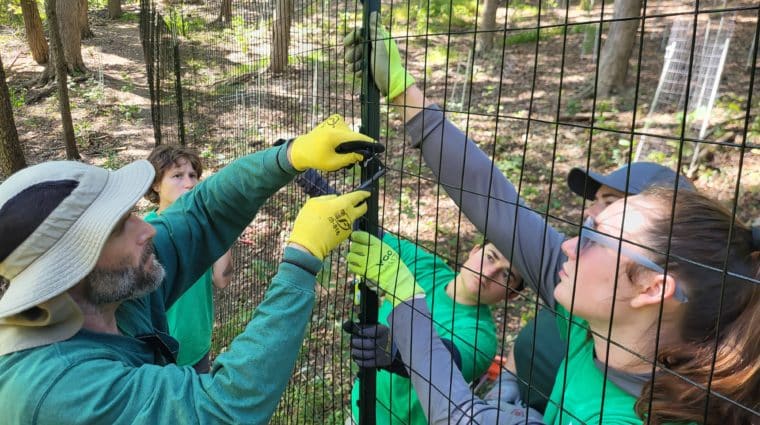 A team of employees work together to install a deer exclosure fence.