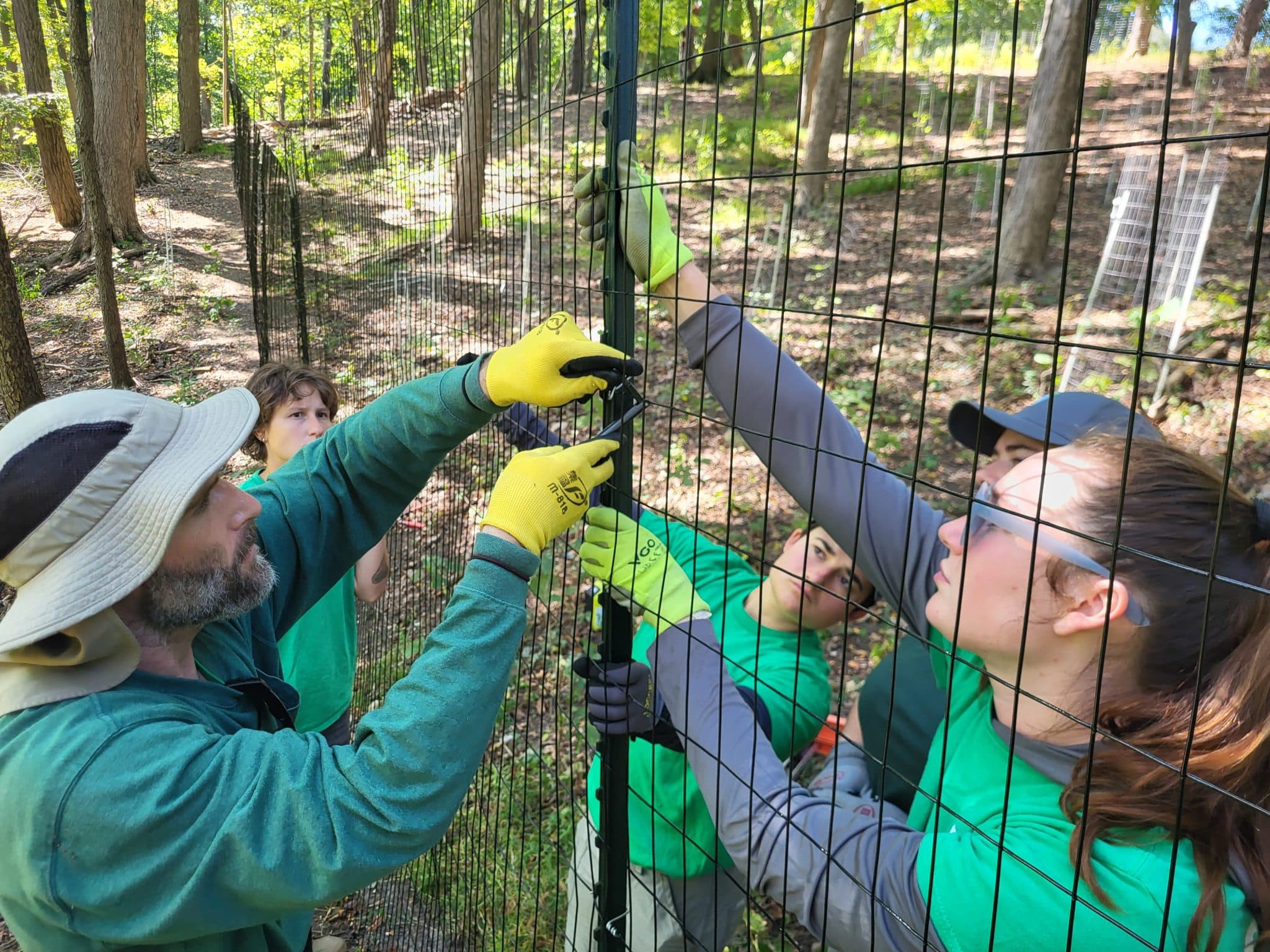 A team of employees work together to install a deer exclosure fence.
