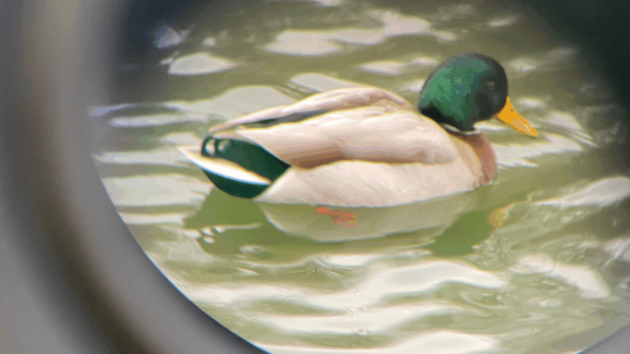 Birding Highland Park Waterfowl