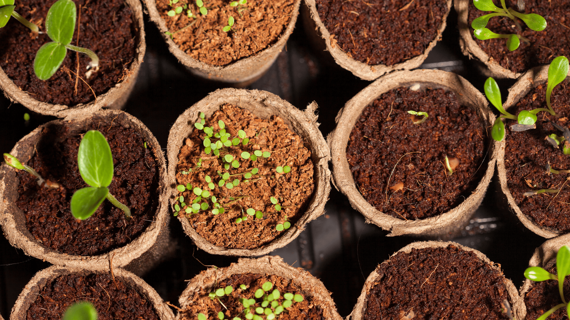 Seed Sowing Sprouts In Cartons
