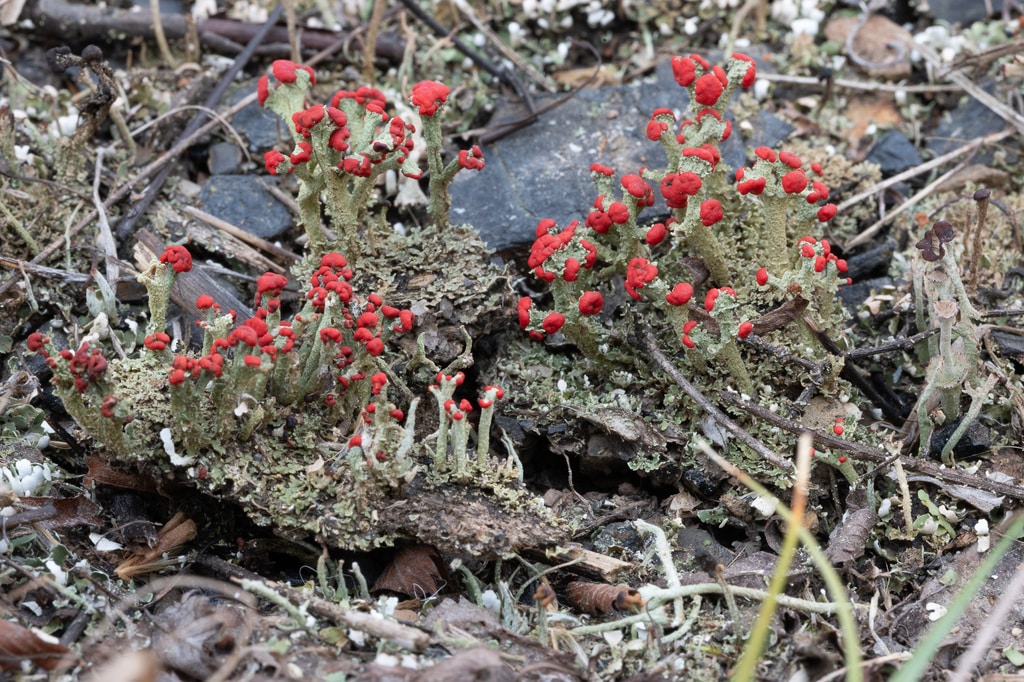 Trail Tour in Hays Woods Park – Lichens and Air Quality