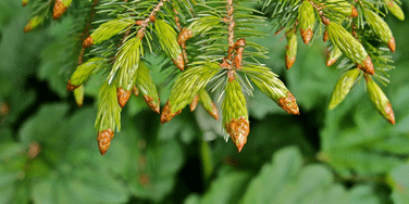 close up picture of spruce tips on a tree